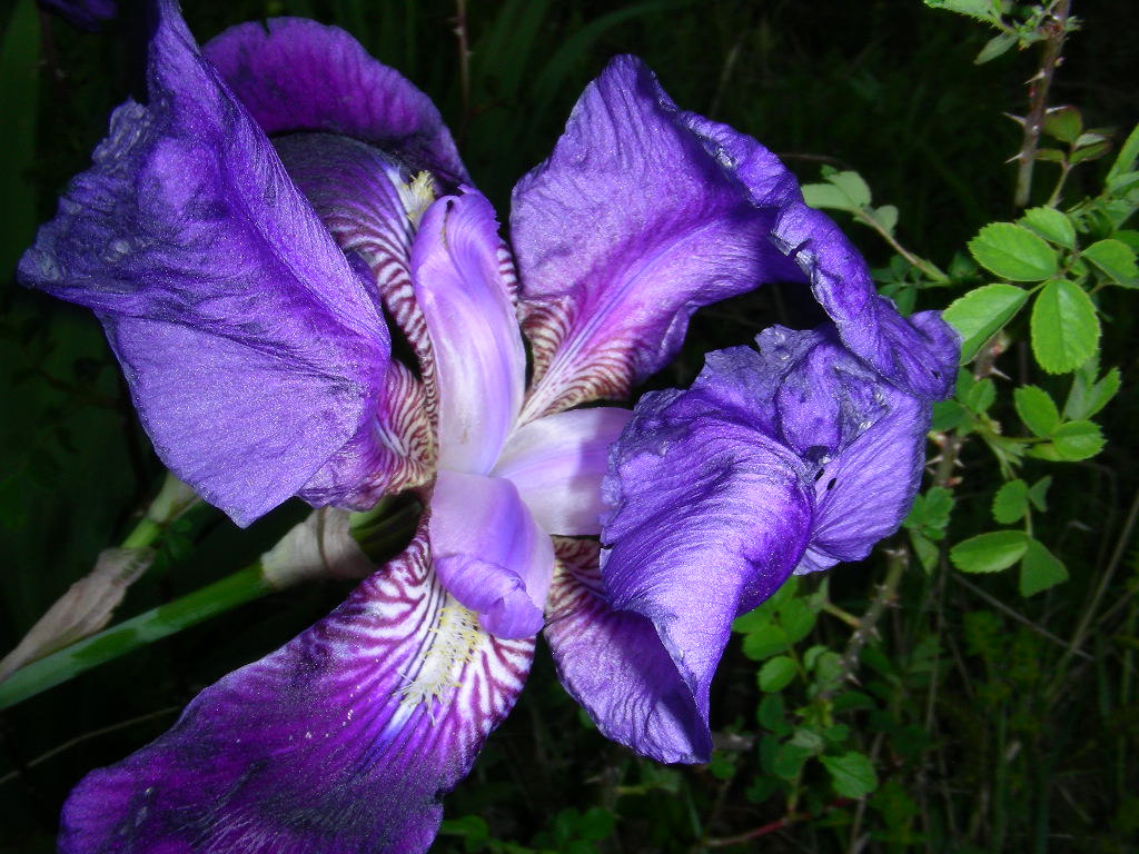 Iris marsica / Iris marsicano